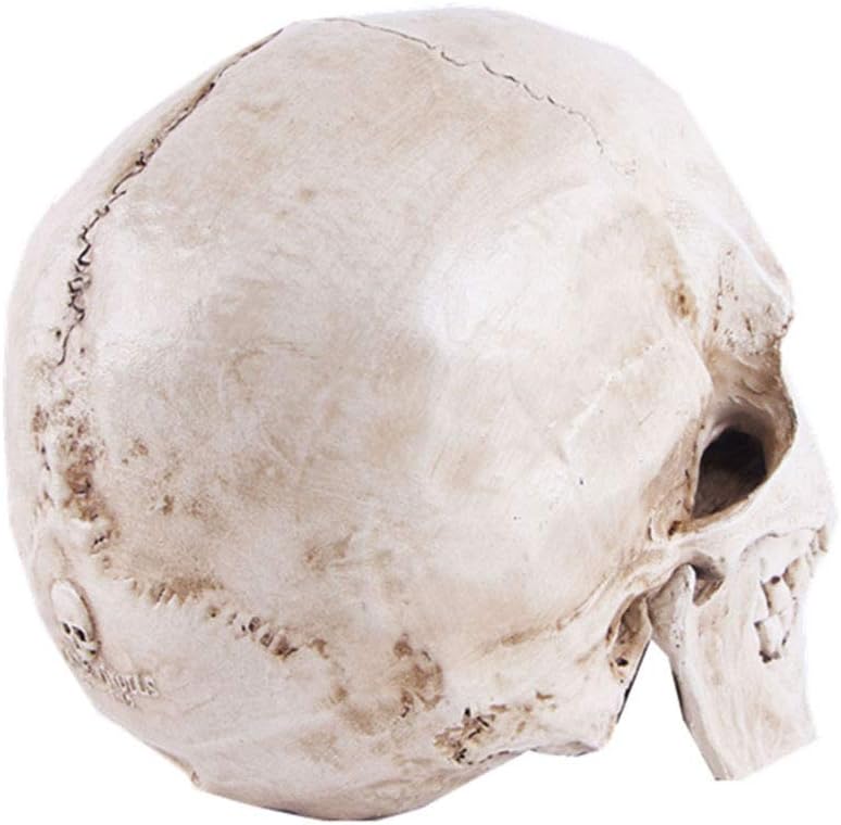 VIOKKO Human Skull Model, Life Size Anatomical Head Skull Model with Removable Jaw, Resin Realistic Replica Skull High Precision Teaching Tool Halloween Decor - Image 4
